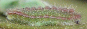 Freyeria putli putli - Final Larvae